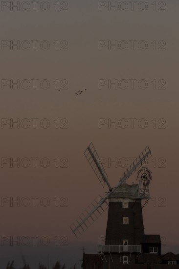 Windmill at sunset with a red sky and a skein or flock of Pink-footed geese (Anser brachyrhynchus)