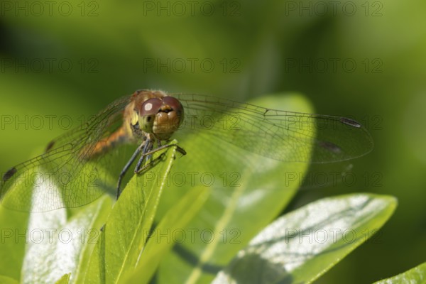 Common darter dragonfly (Sympetrum striolatum) adult female insect resting on a garden plant leaf,