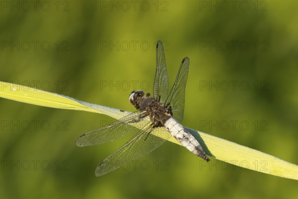 Broad-bodied chaser dragonfly (Libellula depressa) adult insect resting on a reed leaf, Somerset,