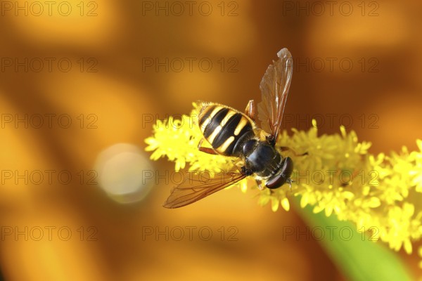 Common wasp hoverfly (Chrysotoxum cautum) on goldenrod (Solidago canadensis), Wilnsdorf, North