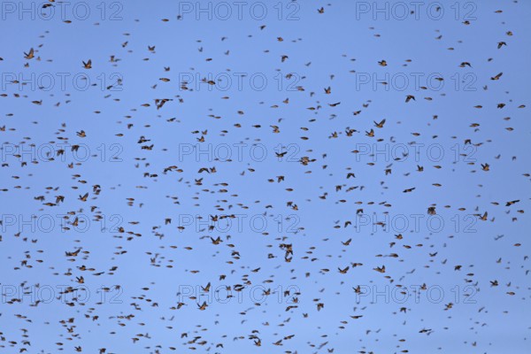 Thousands of bramblings from Scandinavia at the former military training area in Münsingen