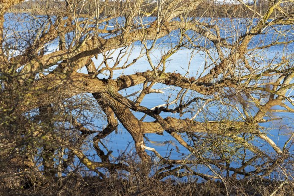 Fallen tree, Goldhöft, Geltinger Birk, Gelting, Schleswig-Holstein, Germany, Europe