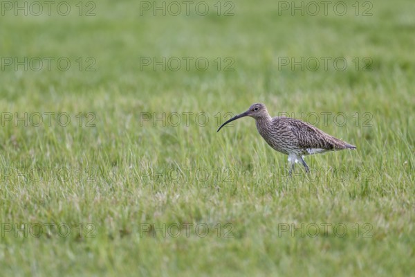 Eurasian curlew (Numenius arquata), Lower Saxony, Germany, Europe
