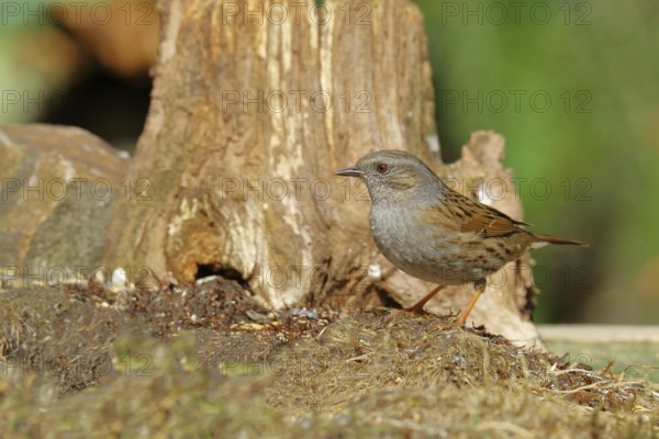Dunnock (Prunella modularis), sitting on a tree root, Wilden, Siegerland, North Rhine-Westphalia,