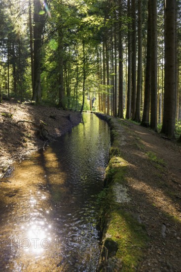 Stream and hiking trail in the forest, Heidenwuhr, Rickenbach, Hotzenwald, Southern Black Forest,