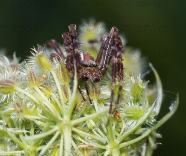 European garden spider (Araneus diadematus) crouching on fruit stand with spiny fruits, wild carrot