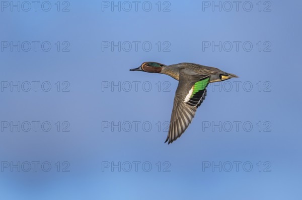 Eurasian Teal, Anas crecca, male in flight on blue sky