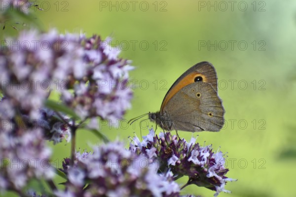 Meadow brown (Maniola jurtina) butterfly on oregano (Origanum vulgare) in the garden, Bavaria,
