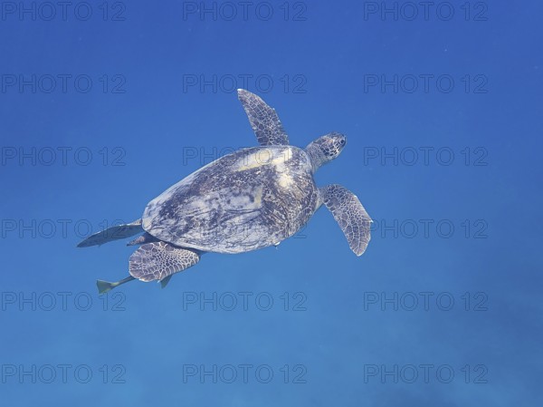 Green turtle (Chelonia mydas), monochrome blue background, detachable, dive site Marsa Shona Reef,