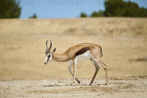 Springbok (Antidorcas marsupialis), walking through the dessert, captive, distribution Africa