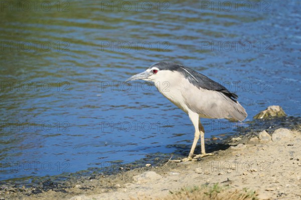 Black-crowned night heron (Nycticorax nycticorax) waking beside the water, Camargue, France, Europe