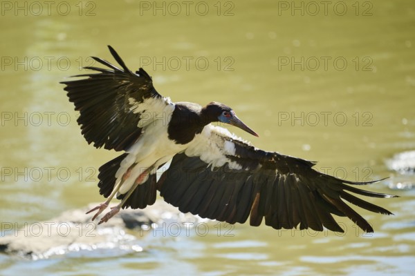 Abdim's Storks (Ciconia abdimii), flying, Spain, Europe