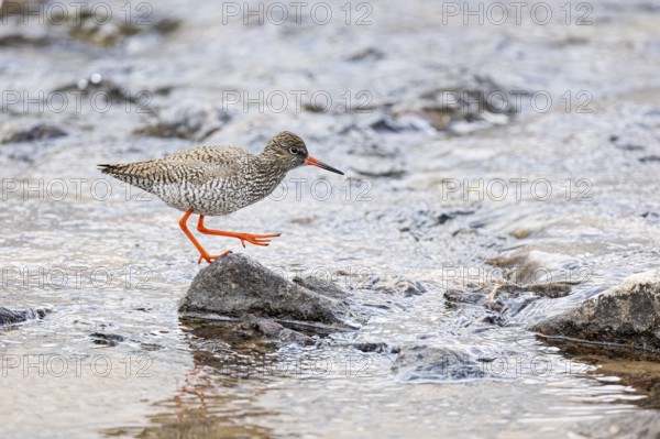 Common redshank (Tringa totanus), adult bird on a stone in the water, Varanger, Finnmark, Norway,