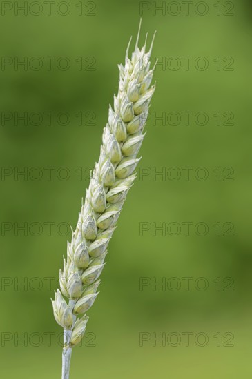 Wheat or common wheat (Triticum aestivum, Triticum vulgare), North Rhine-Westphalia, Germany,