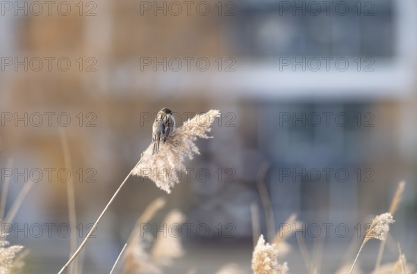 Reed bunting (Emberiza schoeniclus), reed sparrow, sitting on a flower in the reeds, looking to the