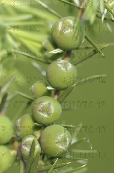 Cade (Juniperus oxycedrus), twig with unripe cones, Provence, southern France