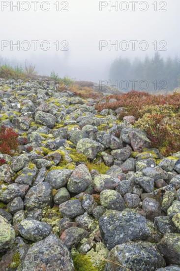 Rocks with lichens that are the remains of an ancient hillfort a misty autumn day, Mösseberg,