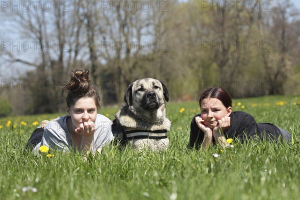 Kangal, Anatolian guard dog, lying with two girls in a dandelion (Taraxacum) Allgäu, Bavaria,
