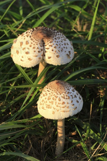 Parasol mushroom, September, Usedom, Mecklenburg-Western Pomerania, Germany, Europe
