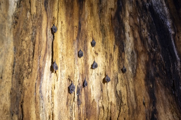 Bats hanging inside a hollow tree, tropical rainforest, Corcovado National Park, Osa Peninsula,