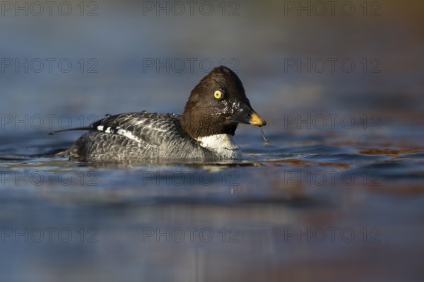 Common goldeneye (Bucephala clangula), Sweden, Europe