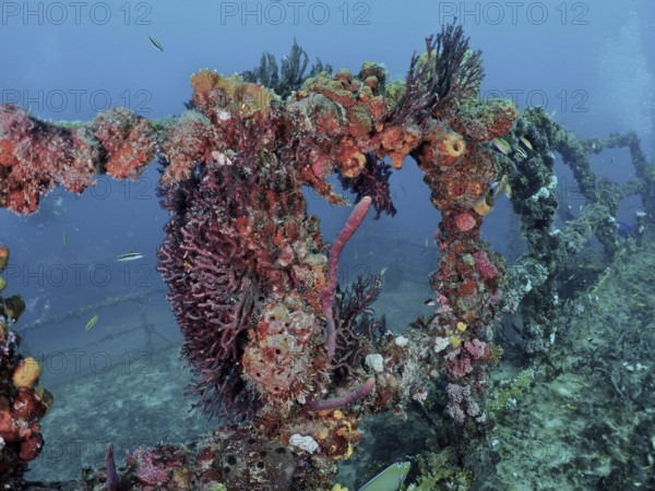 Underwater image of a coral-covered shipwreck, alive with marine life in a blue environment, dive