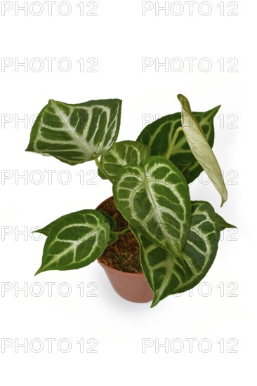 Potted exotic 'Silver Blush Anthurium Crystallinum' houseplant with beautiful lace pattern on