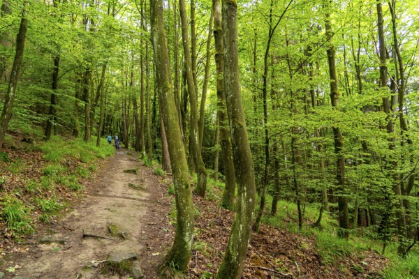 Forest below the Bruchhauser Steine, in the Hochsauerland district, rock formations with four main