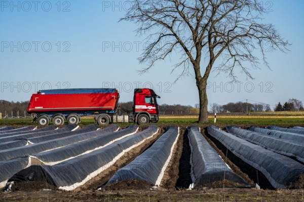 Agriculture on the Lower Rhine, early season, asparagus cultivation in spring, under plastic