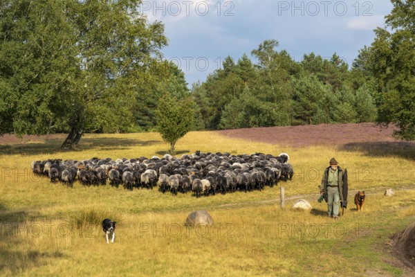 Heidschnucken herd, in the Höpener Heide, Schneverdingen, heather blossom of the broom heather, in