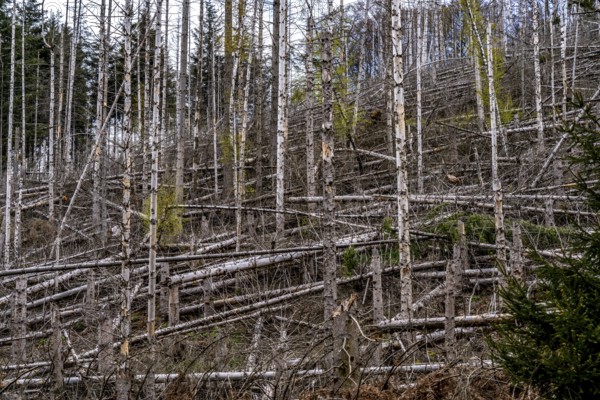 Dead spruce trees, broken by wind, lying in disarray, forest dieback in the Arnsberg Forest nature