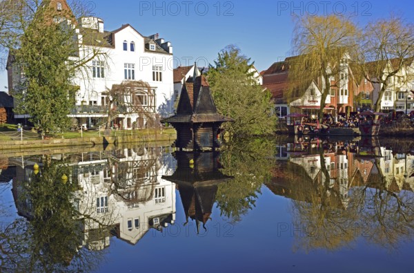 Europe, Germany, Lower Saxony, Buxtehude, Hamburg metropolitan region, City park in spring, Bird