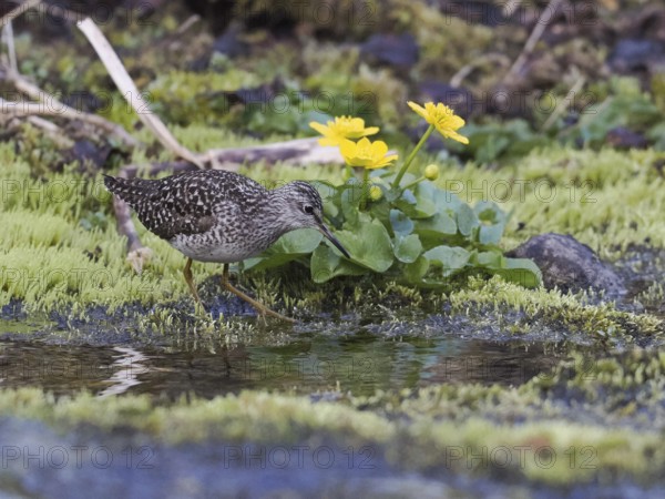 Wood Sandpiper (Tringa glareola), adult, foraging in a stream, Finmark, Norway, Europe