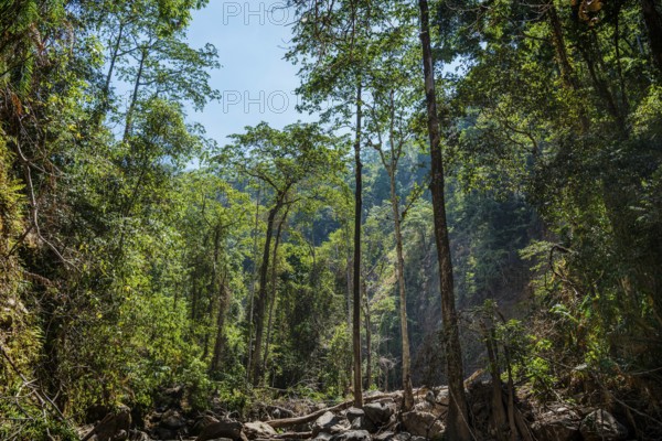 Rainforest, nature, landscape, clean, environment, rainforest, jungle, green, ecological,