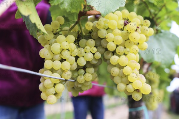 Grape grape harvest: Hand-picking of Chardonnay grapes in the Palatinate (Norbert Groß winery,