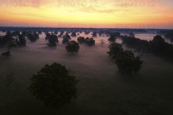 Aerial view, lake landscape, reed bed, foggy mood, sunrise, solitary oak, biotope, habitat, Elbe