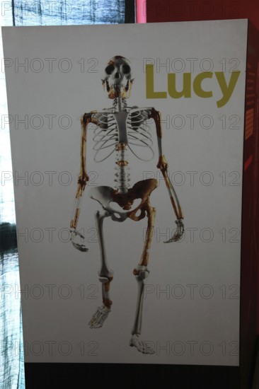 Addis Ababa, in the Ethnological Museum, illustration of Luci, Lucy refers to the partial skeleton