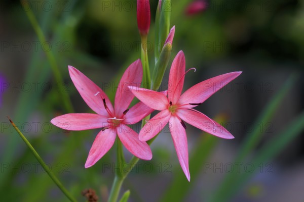 River lily (Hesperantha coccinea), flowering, blooming, at a pond, Elllerstadt, Germany, Europe