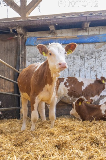 A calf stands in a barn full of straw next to other resting cattle on a farm, Haselstaller Hof,