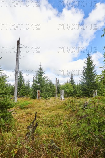 Vegetation with Norway spruce (Picea abies) and colored European blueberry (Vaccinium myrtillus) on