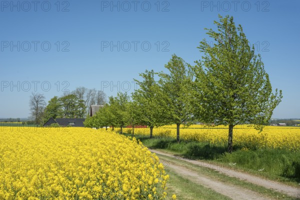 Gravel road through fields with rapeseed in Skurup municipality, Skåne, Sweden, Scandinavia, Europe