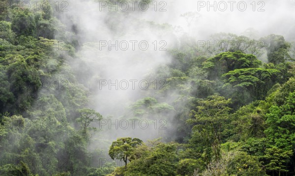 Fog drifts through the rainforest, treetops in the dense forest, mountain rainforest, Alajuela