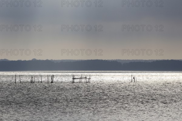 Usedom, on the Achterwasser, September, Mecklenburg-Western Pomerania, Germany, Europe