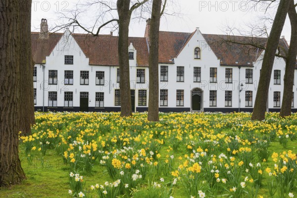 The Beguinage, Benelux, city, city trip, garden, flowers, yellow, religious, religion, West