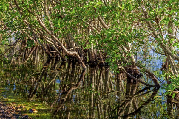 Dense mangrove vegetation reflected in the calm waters of the coast of Rio de Janeiro, Brazil, Rio