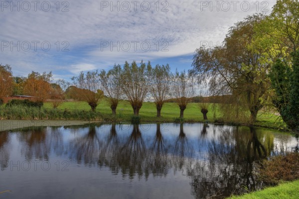Wicker (Salix viminalis) at a village pond, Mecklenburg-Western Pomerania, Germany, Europe