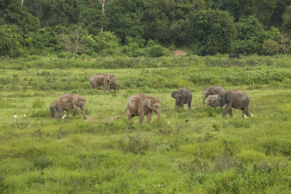 Indian elephants (Elephas maximus indicus), Khiri Khan, Hua Hin, Kui Buri National Park, Thailand,