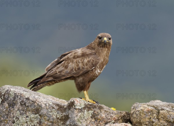 Common buzzard (Buteo buteo), portrait, Castilla-La Mancha, Spain, Europe