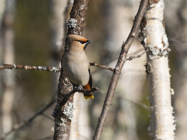 Bohemian waxwing (Bombycilla garrulus) perched on branch, May, Finnish Lapland