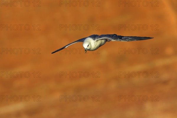 Fulmar, (Fulmarus glacialis), Heligoland, island of Heligoland, Schleswig-Holstein, Federal